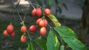 Red and orange oval-shaped fruits hanging from a branch with green leaves.