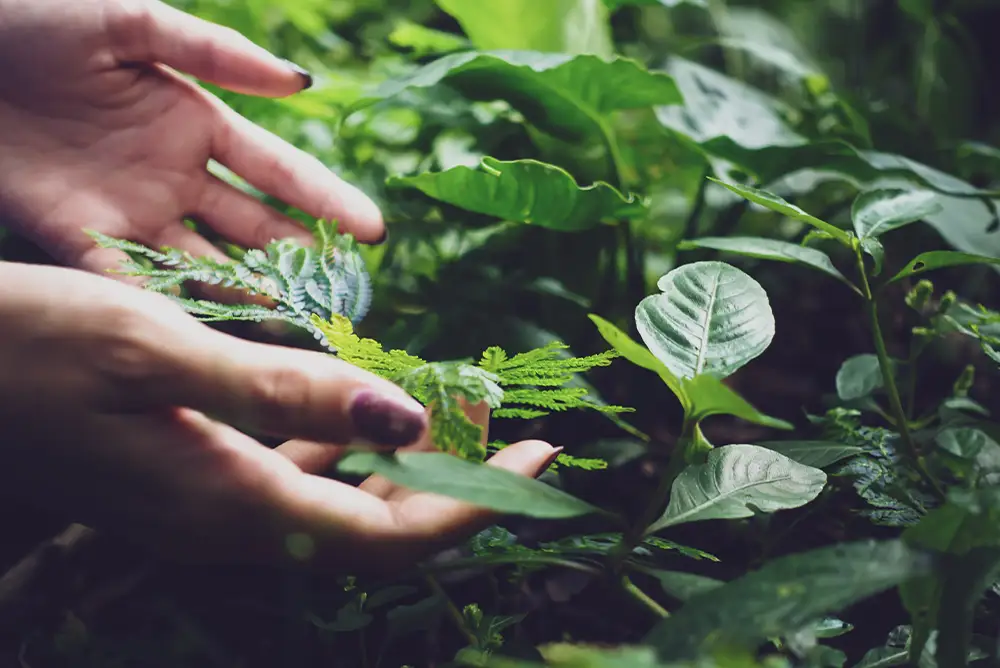 15 Must-Know Facts About Costa Rica's Rainforest! 13 A naturalist holding up rainforest leaves and herbs used in traditional medicine in Costa Rica.